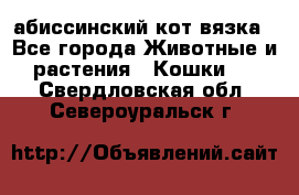 абиссинский кот вязка - Все города Животные и растения » Кошки   . Свердловская обл.,Североуральск г.